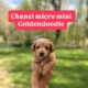 micro mini goldendoodle puppies