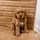 Micro goldendoodle breeders in Tampa