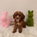 micro goldendoodle puppies