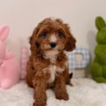 micro goldendoodle puppies
