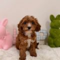 mini goldendoodles for sale