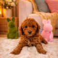 mini goldendoodle breeders