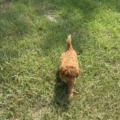 micro mini goldendoodle breeders
