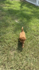 micro mini goldendoodle breeders