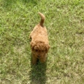 mini goldendoodles florida