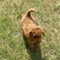 MICRO MINI GOLDENdoodle puppies