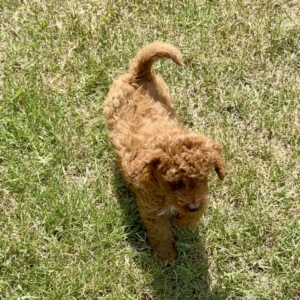 MICRO MINI GOLDENdoodle puppies