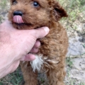 mini goldendoodle puppies