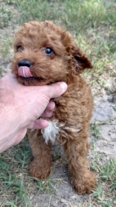 mini goldendoodle puppies