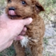 mini goldendoodle puppies