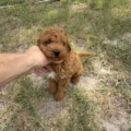 micro mini goldendoodle puppies
