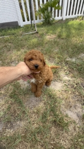 micro mini goldendoodle puppies