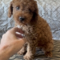 mini doodle breeders Florida