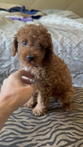 mini doodle breeders Florida