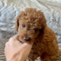 micro mini doodle puppies