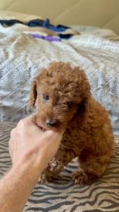 micro mini doodle puppies