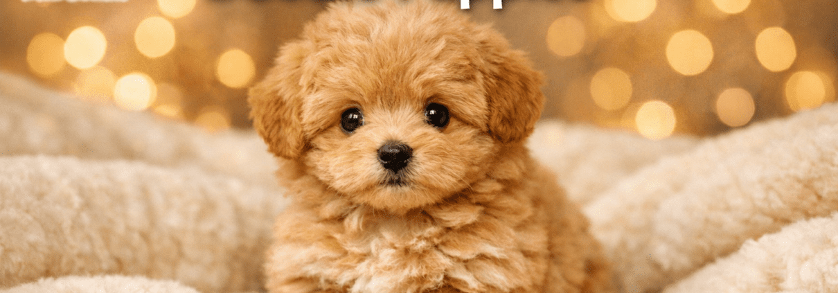micro teacup doodle puppies