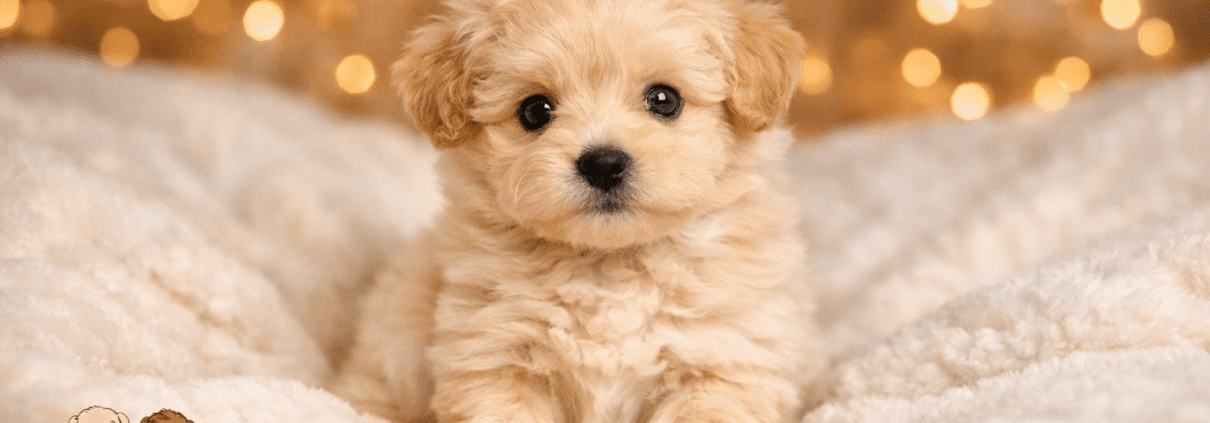 micro teacup golden doodle breeders