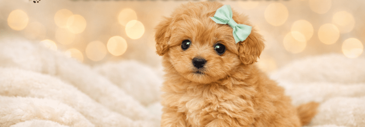 micro teacup goldendoodle breeders