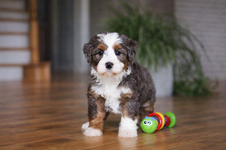 mini bernedoodle breeders Florida