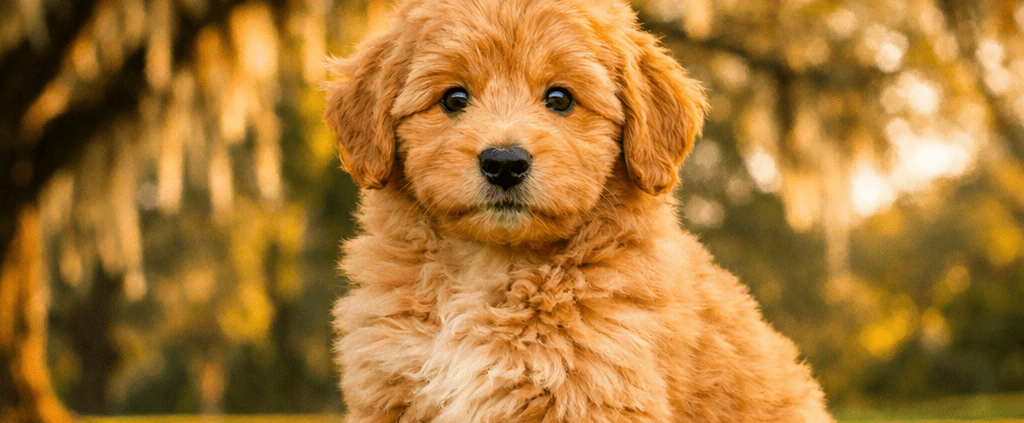 mini goldendoodle Ocala