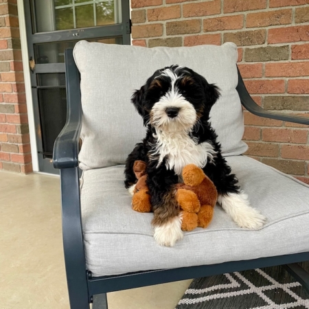 mini bernedoodle breeders