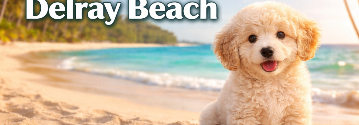 Cavapoo puppies Delray beach