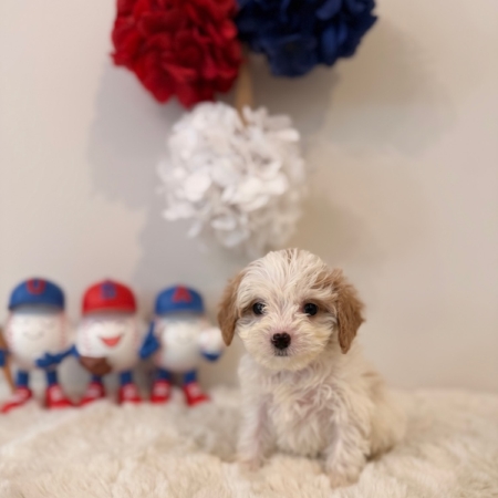 cavapoo breeders Florida