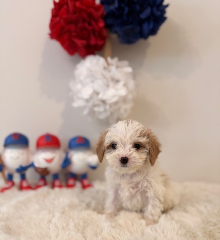 cavapoo breeders Florida