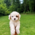 Cavapoo for sale