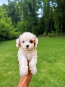 Cavapoo for sale