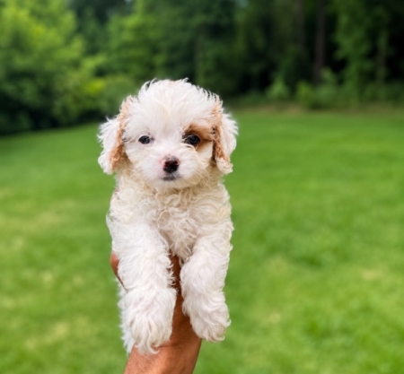 best Cavapoo breeder