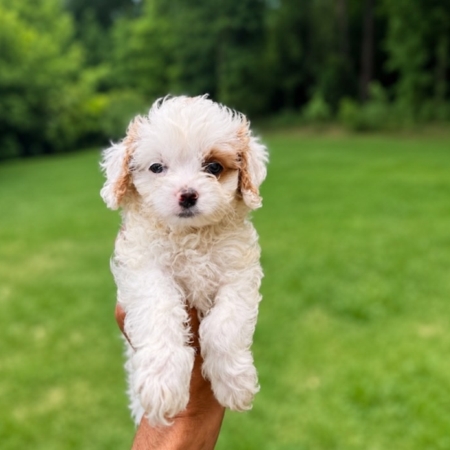 best Cavapoo breeder