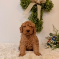 Micro golden doodle puppies