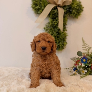 Micro golden doodle puppies