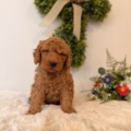 micro doodle breeders Tampa