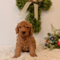 mini goldendoodle Orlando