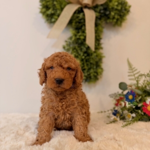 mini goldendoodle Orlando