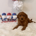 Micro goldendoodle breeders in FL
