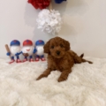 Micro goldendoodle puppies Miami