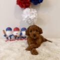 micro goldendoodle breeders