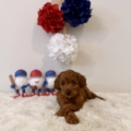 micro goldendoodle breeders in Florida