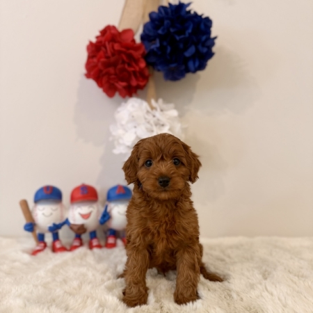 Micro goldendoodle puppies Tampa