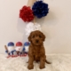 Micro goldendoodle puppies Tampa