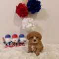 micro goldendoodle breeders Florida