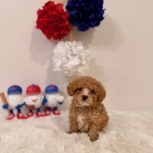 mincro doodle breeders Georgia
