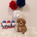 micro goldendoolde puppies