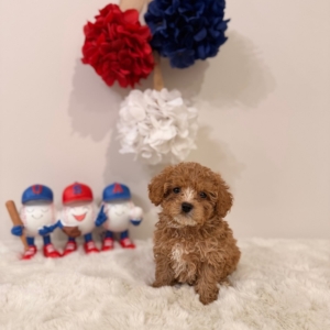 micro goldendoolde puppies