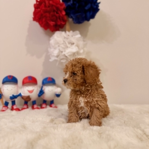 micro goldendoodle puppies nearby