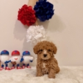 mini doodle puppies near by